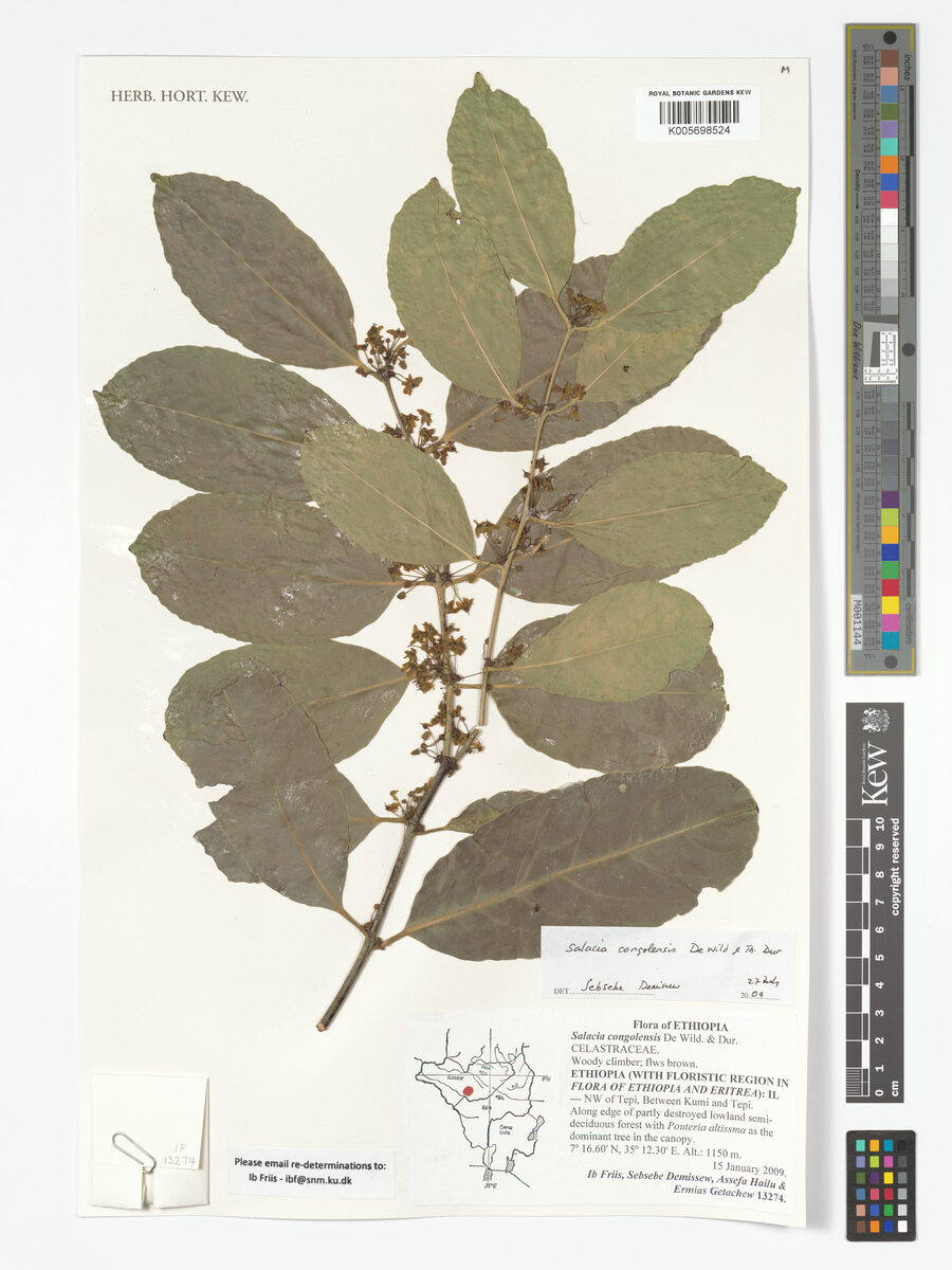 Salacia congolensis