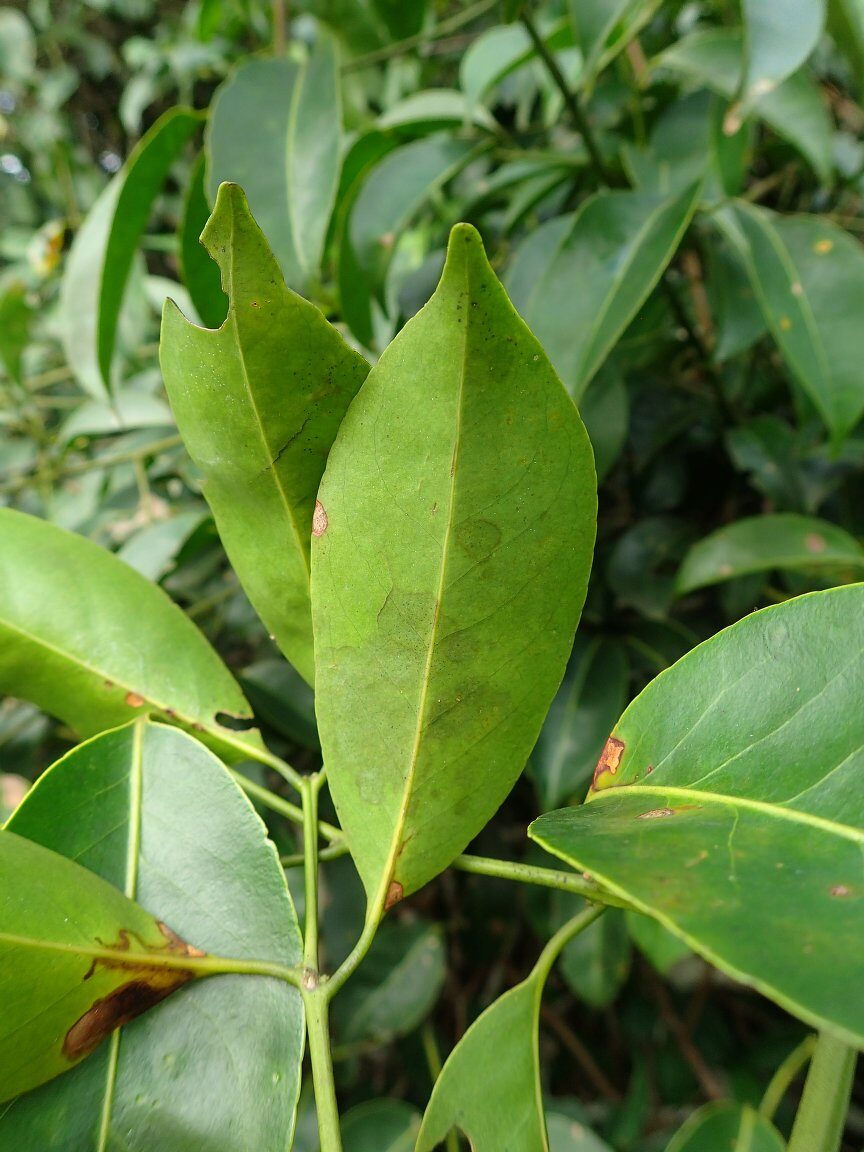 Salacia cornifolia — photo