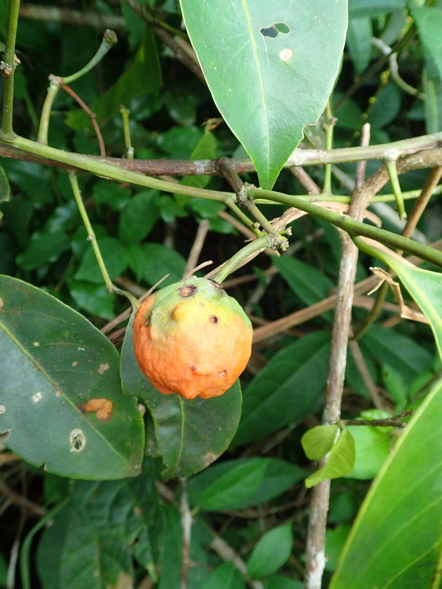 Salacia cornifolia — photo