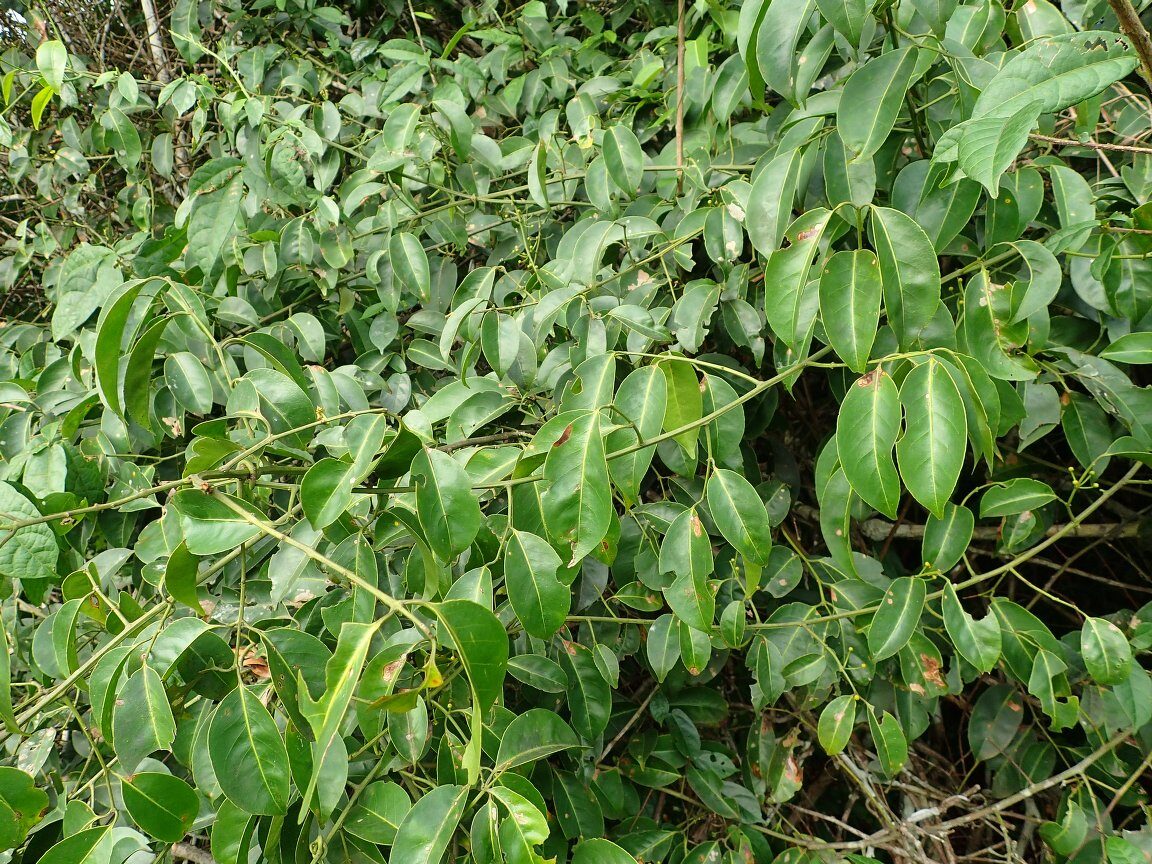 Salacia cornifolia