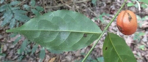 Salacia erecta (Thicket lemon-rope) — photo