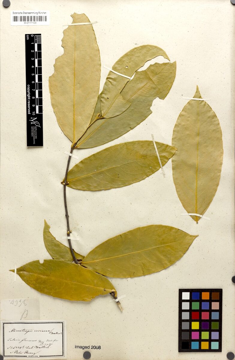 Salacia flavescens