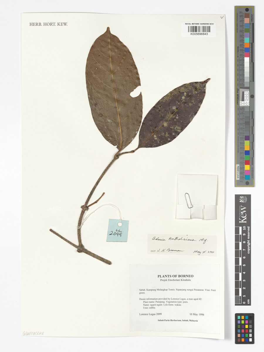 Salacia korthalsiana (Aropit) — photo