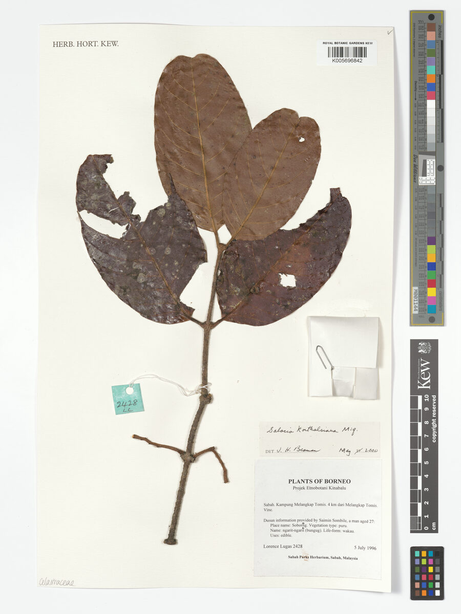 Salacia korthalsiana (Aropit) — photo