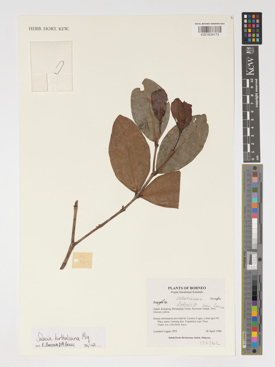 Salacia korthalsiana