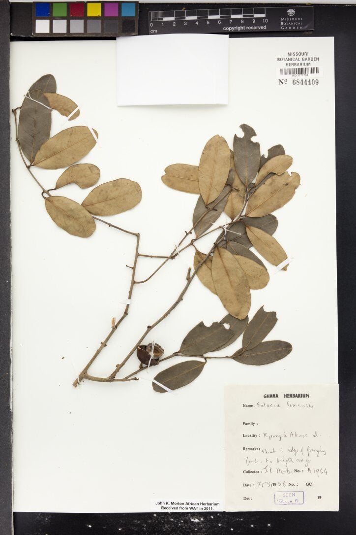 Salacia lomensis
