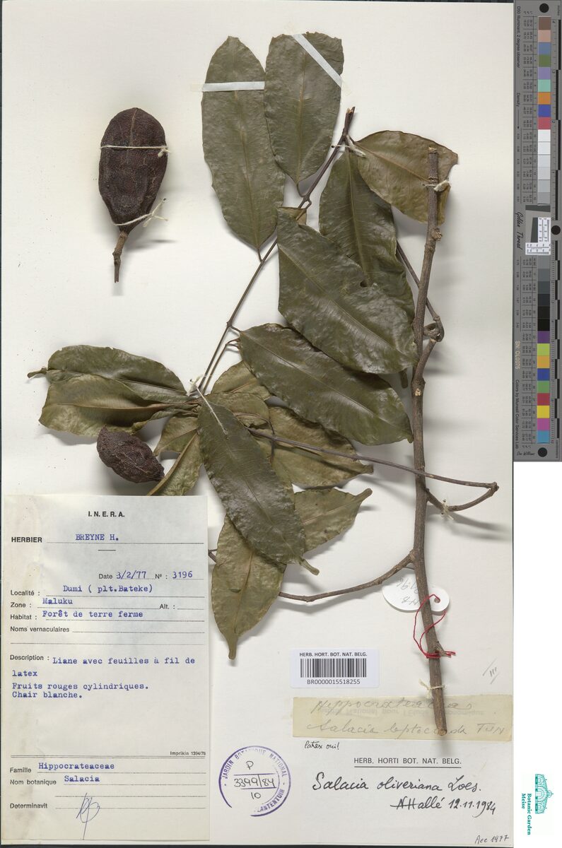 Salacia oliveriana — photo