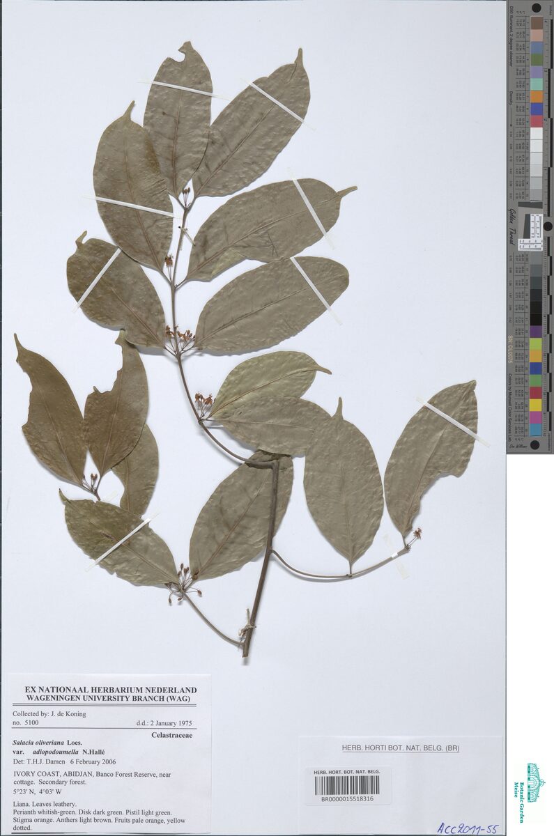 Salacia oliveriana — photo