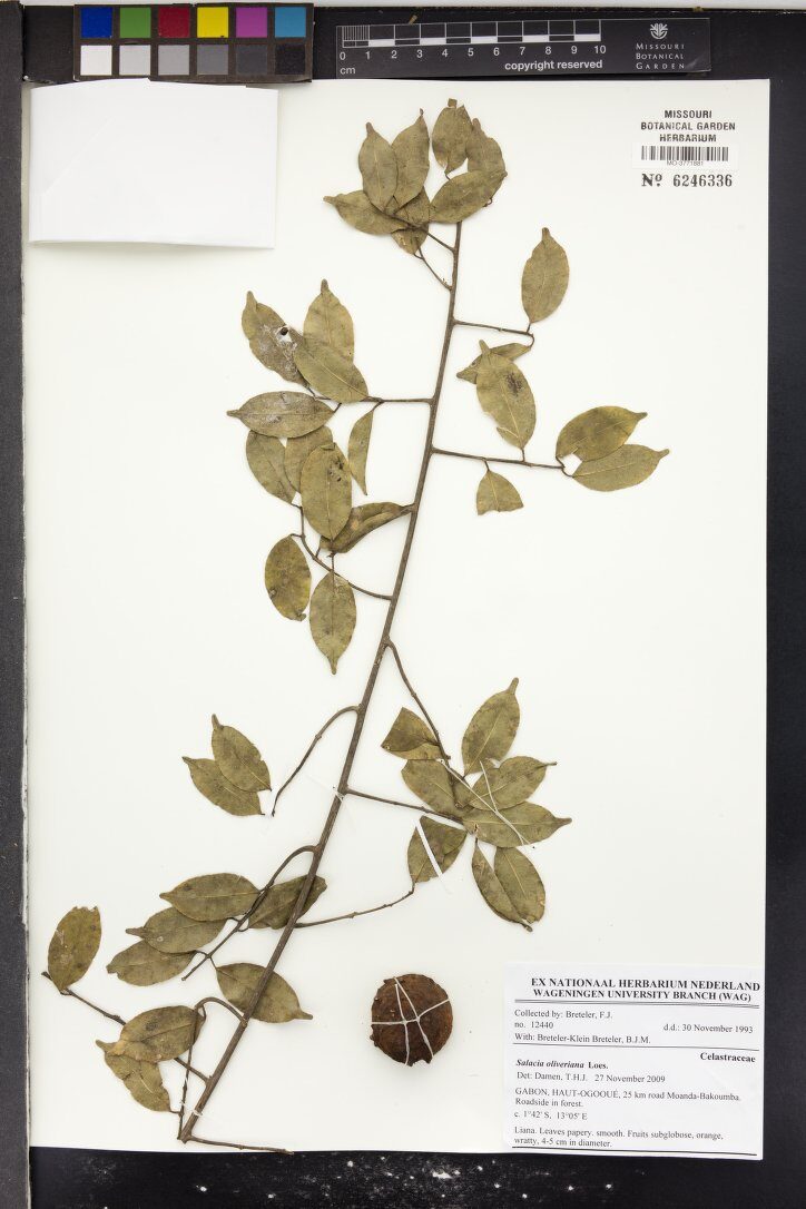 Salacia oliveriana