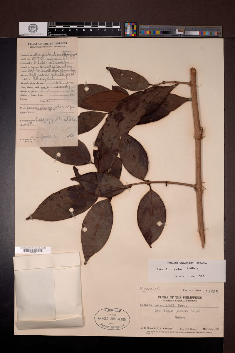 Salacia ovalis (Salacia ovalis) — photo