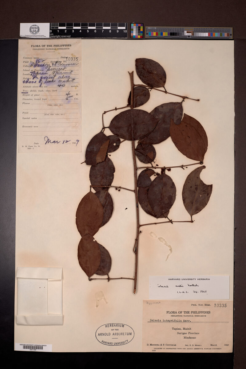 Salacia ovalis (Salacia ovalis) — photo