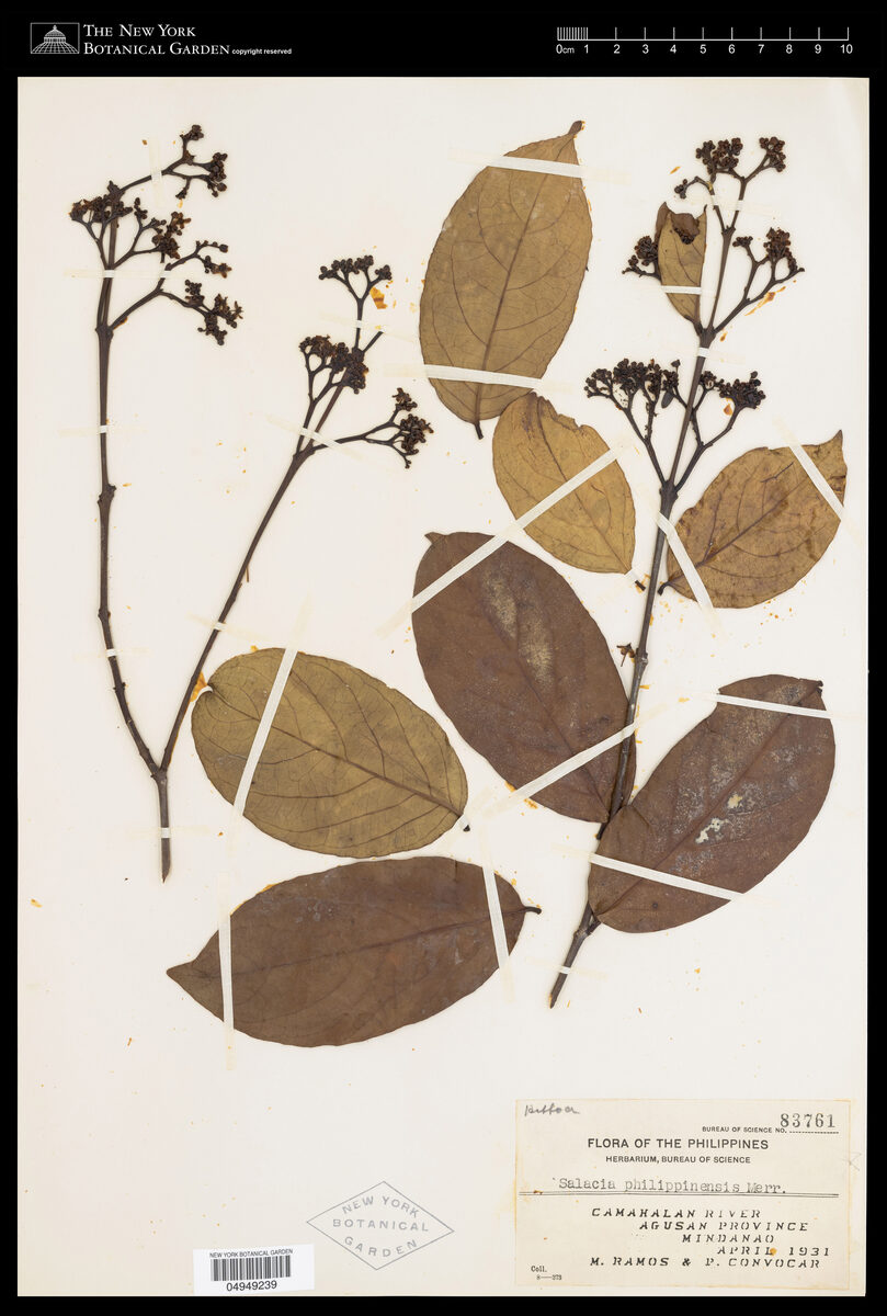 Salacia philippinensis (Bagi) — photo