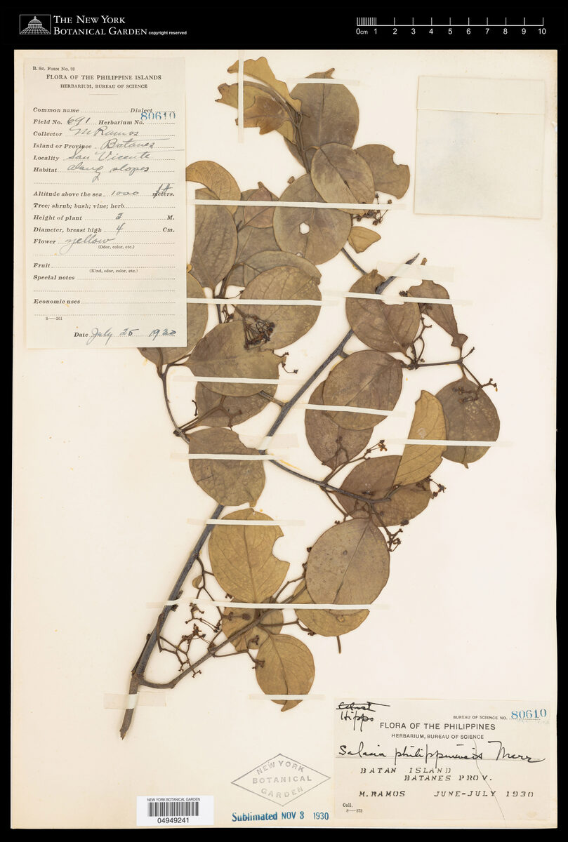 Salacia philippinensis (Bagi) — photo