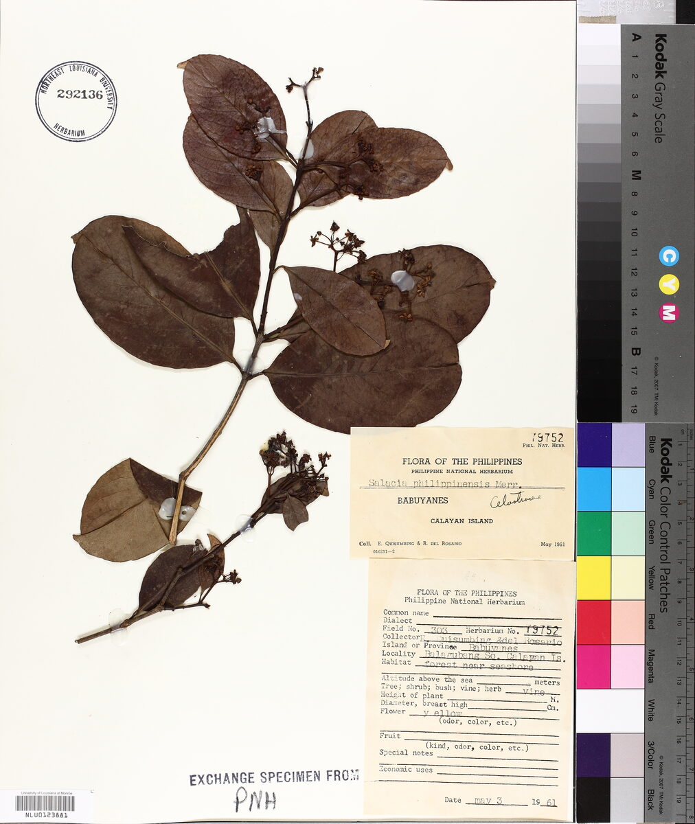 Salacia philippinensis