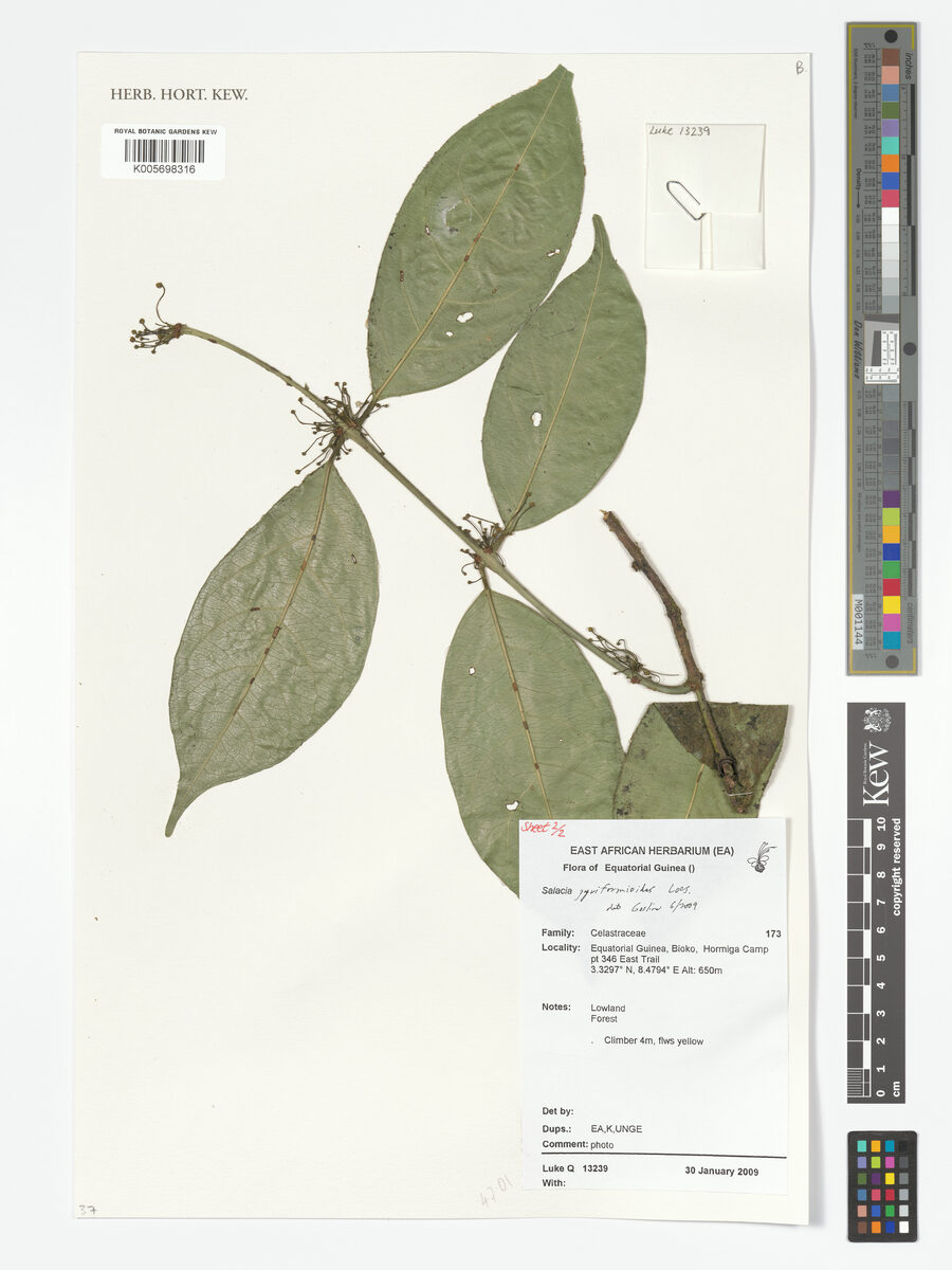 Salacia pyriformioides — photo