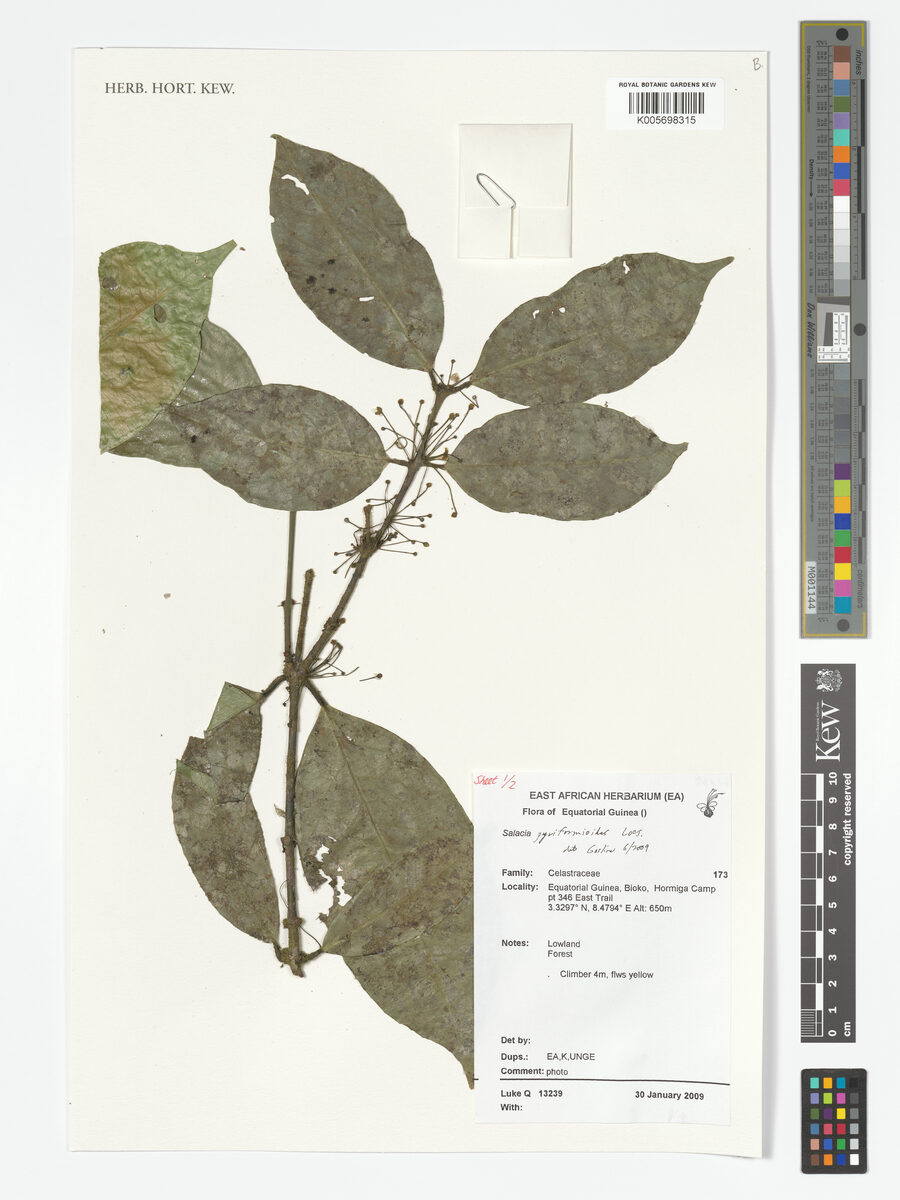 Salacia pyriformioides — photo