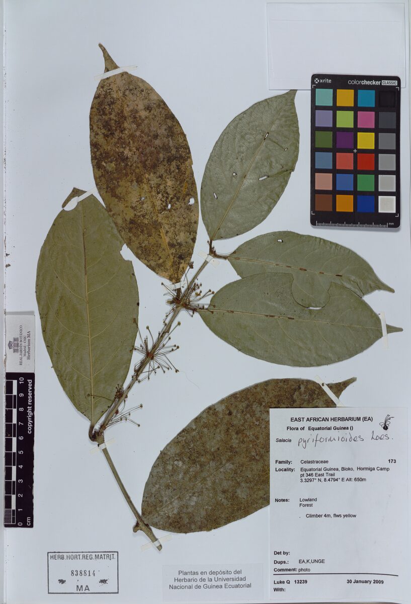 Salacia pyriformioides