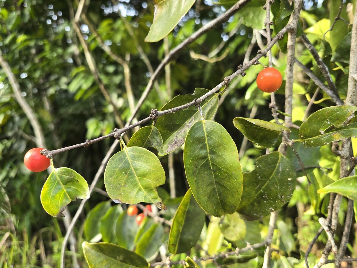 Salacia roxburghii