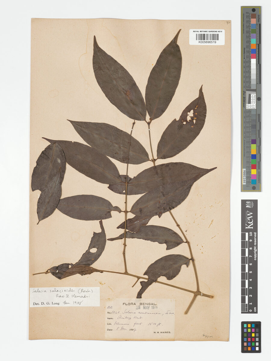 Salacia salacioides
