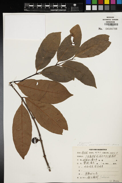 Salacia sessiliflora — photo