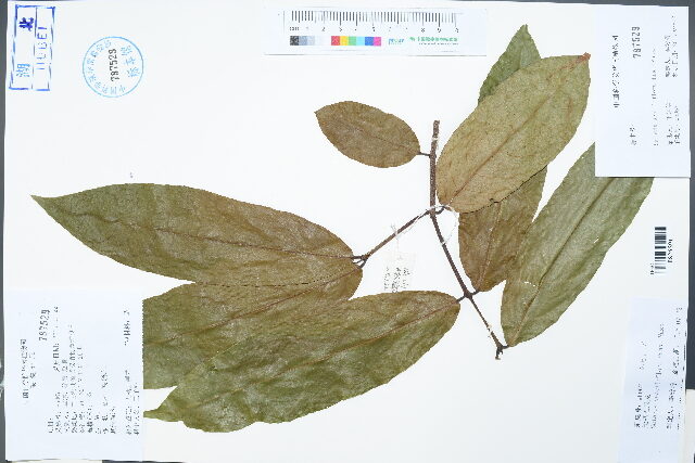 Salacia sessiliflora