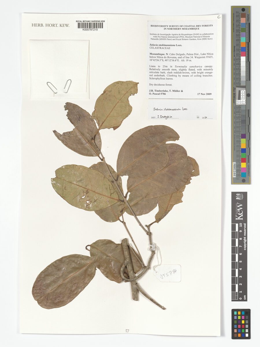 Salacia stuhlmanniana — photo