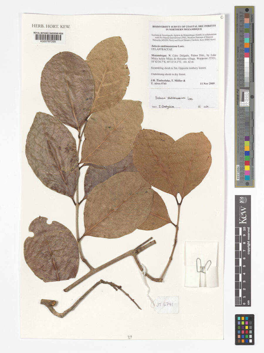 Salacia stuhlmanniana — photo