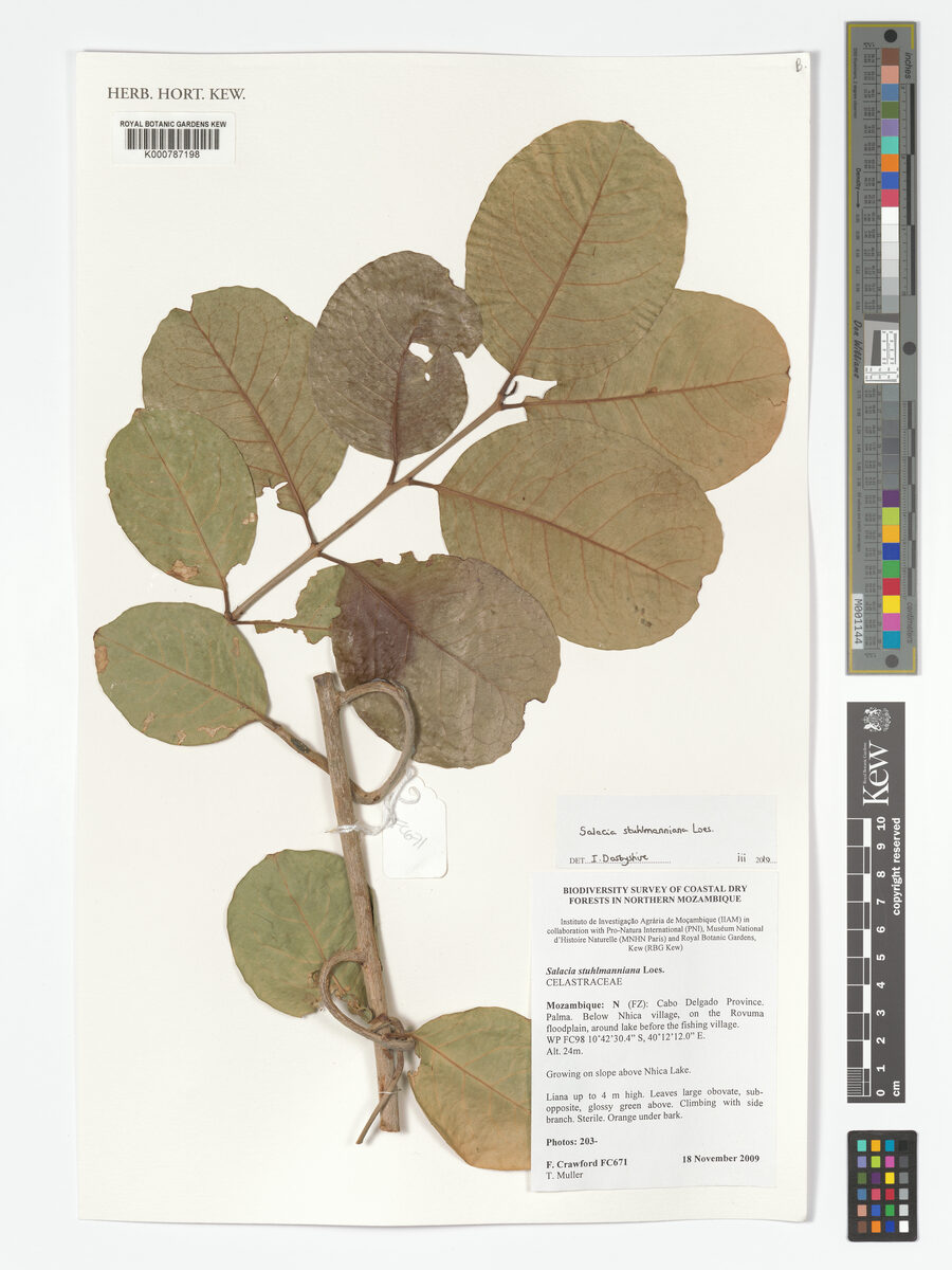Salacia stuhlmanniana