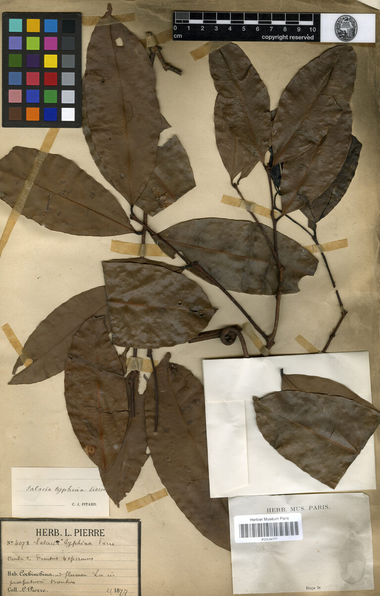 Salacia typhina — photo