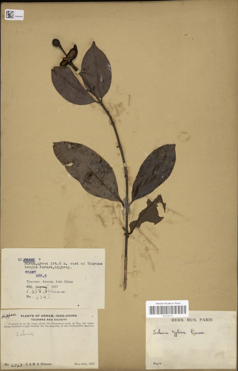 Salacia typhina