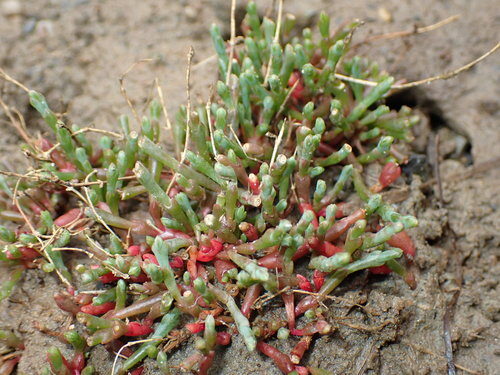 Salicornia quinqueflora (Chicken Claws) — photo