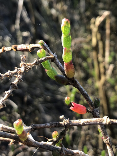Salicornia quinqueflora (Chicken Claws) — photo