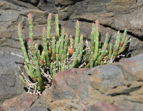 Salicornia quinqueflora