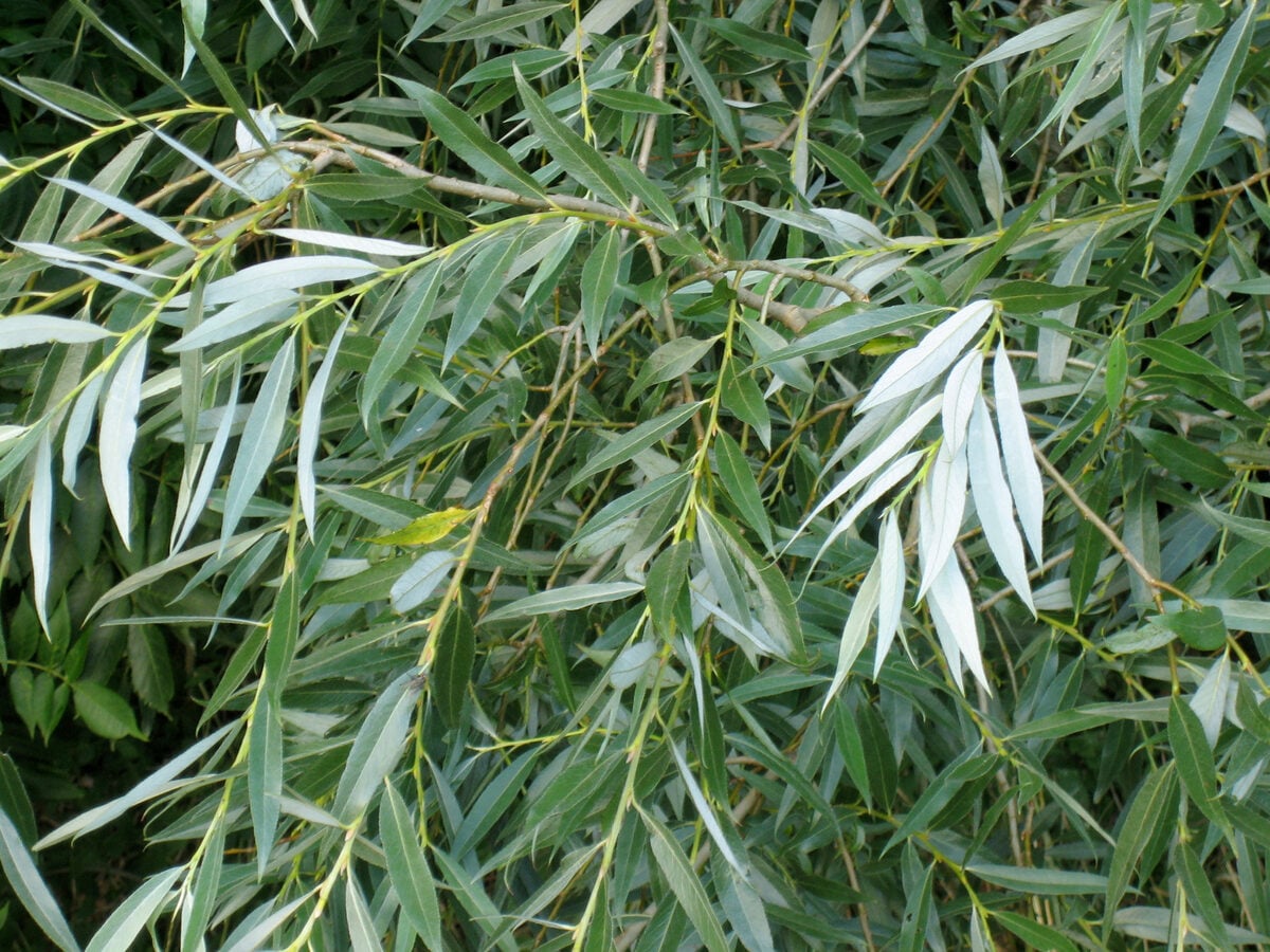 Salix alba (White willow) — photo
