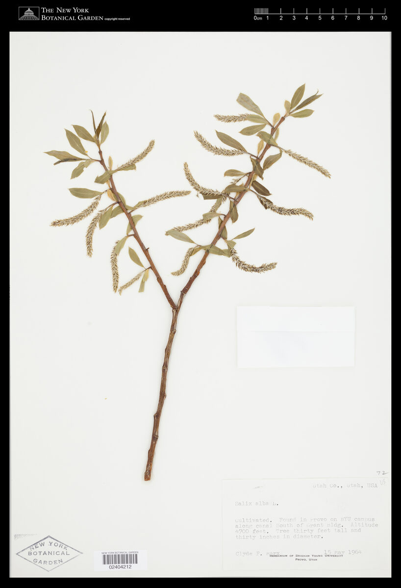 Salix alba caerulea - (Sm.)Sm. (Cricket Bat Willow) — photo