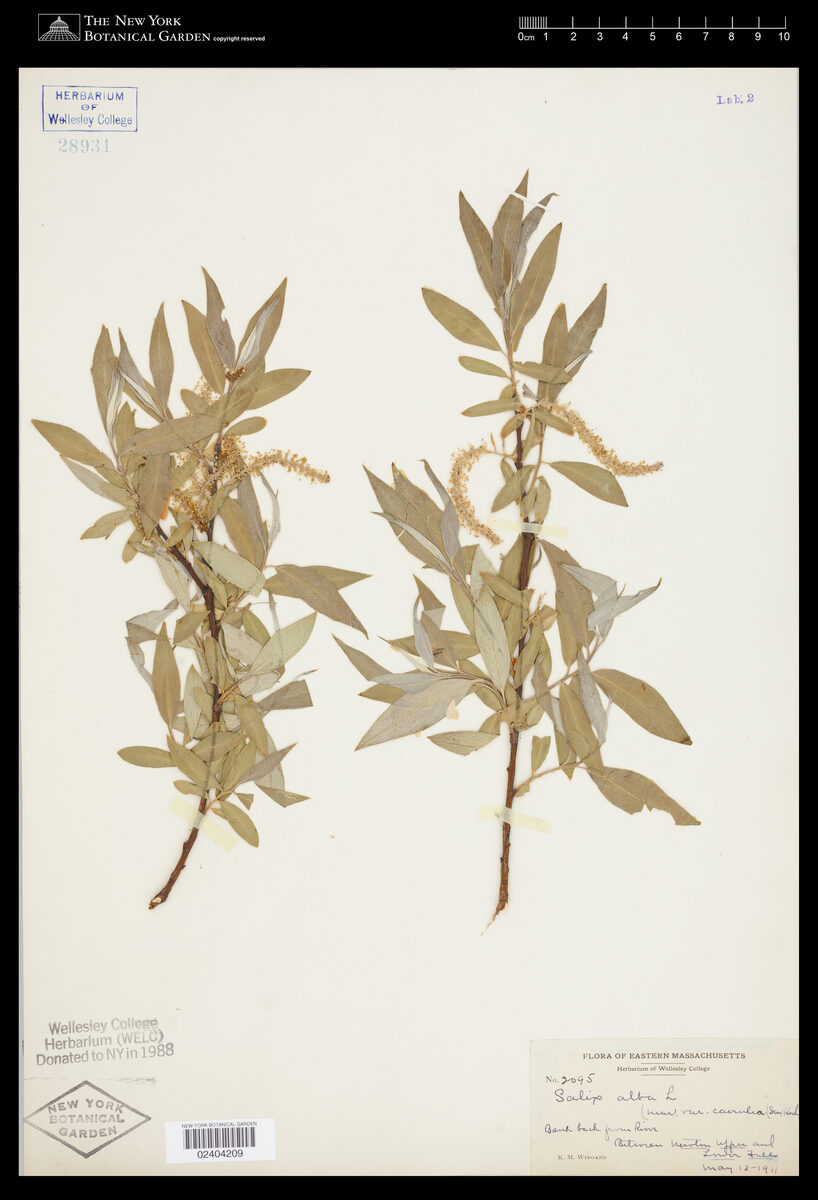Salix alba caerulea - (Sm.)Sm. (Cricket Bat Willow) — photo