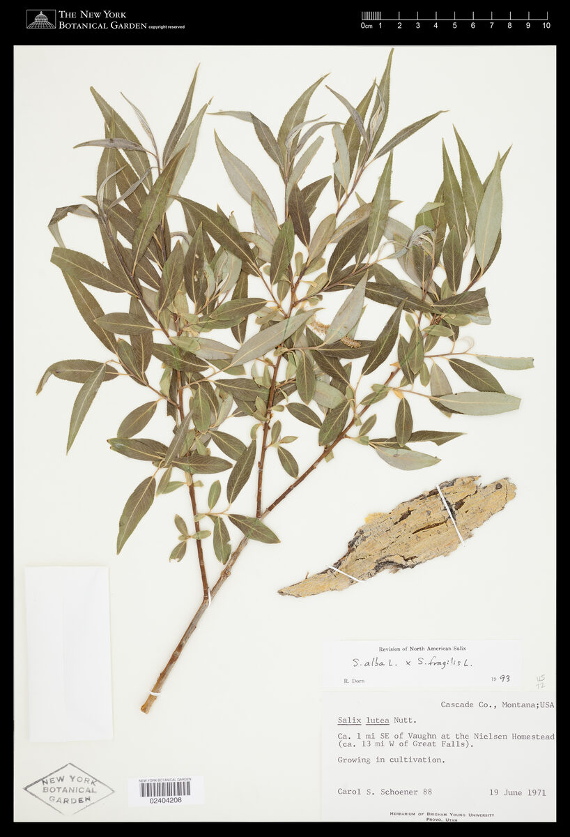 Salix alba caerulea - (Sm.)Sm.