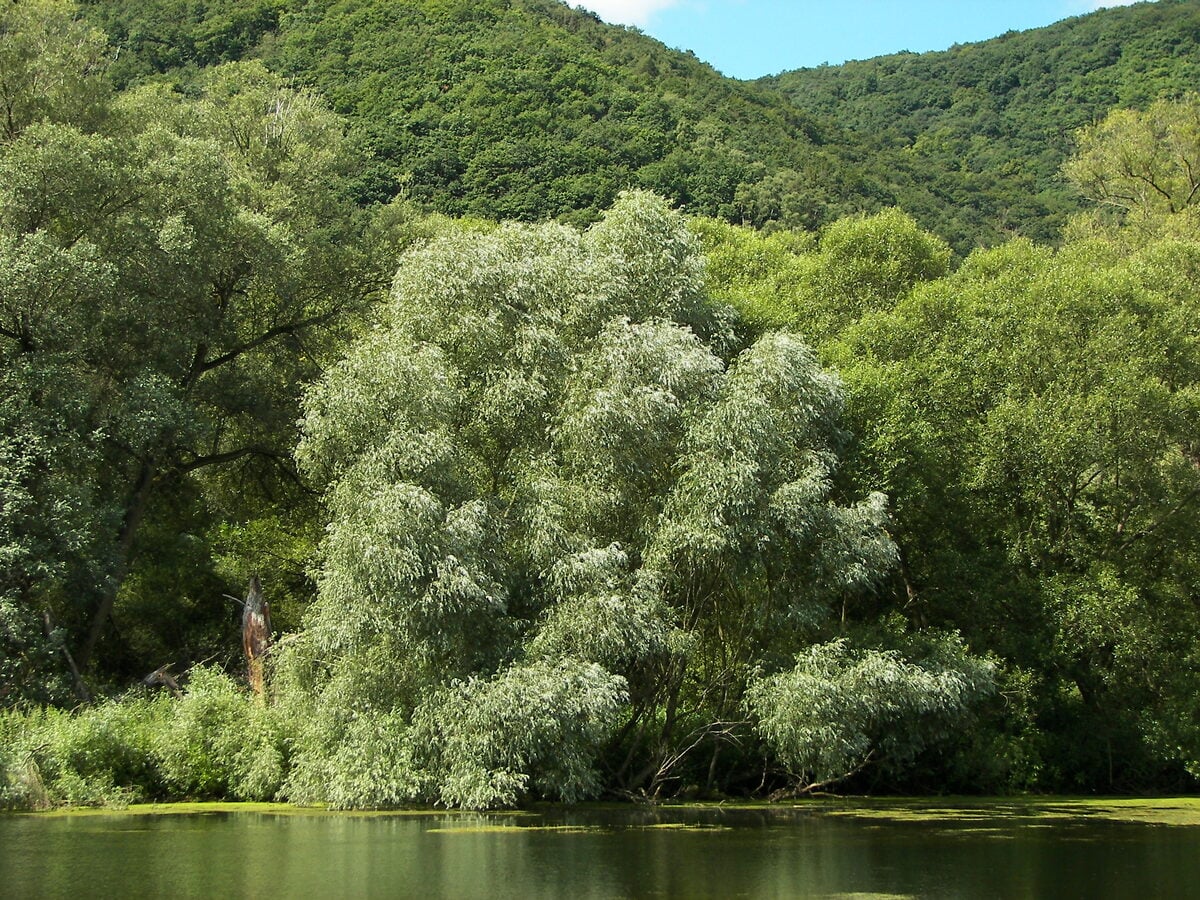 White willow