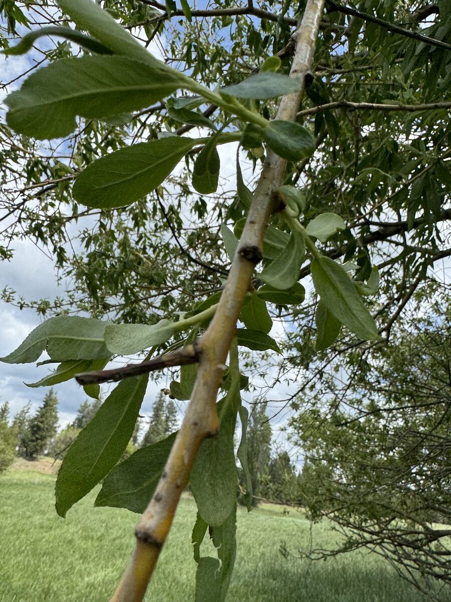 Salix alba vitellina - (L.)Stokes. (Golden Willow) — photo