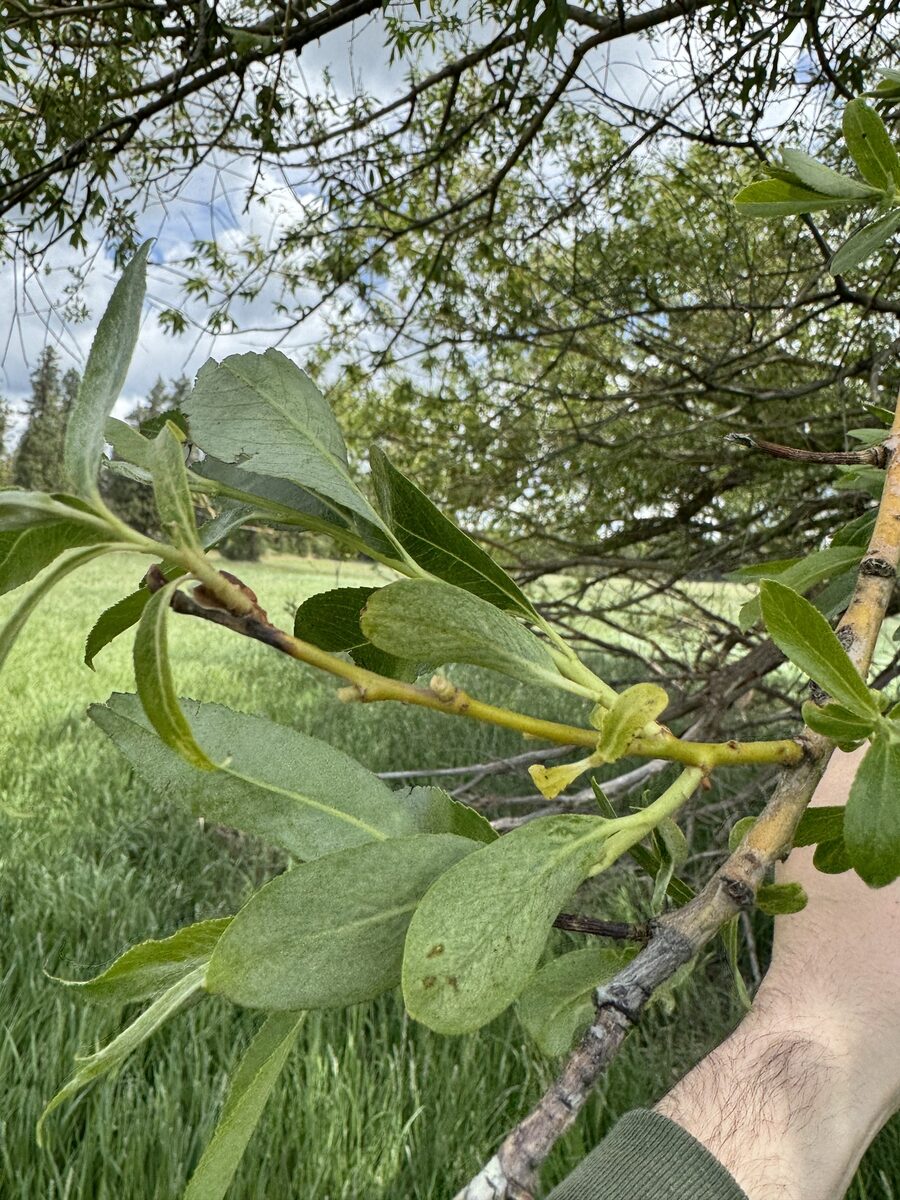 Salix alba vitellina - (L.)Stokes. (Golden Willow) — photo