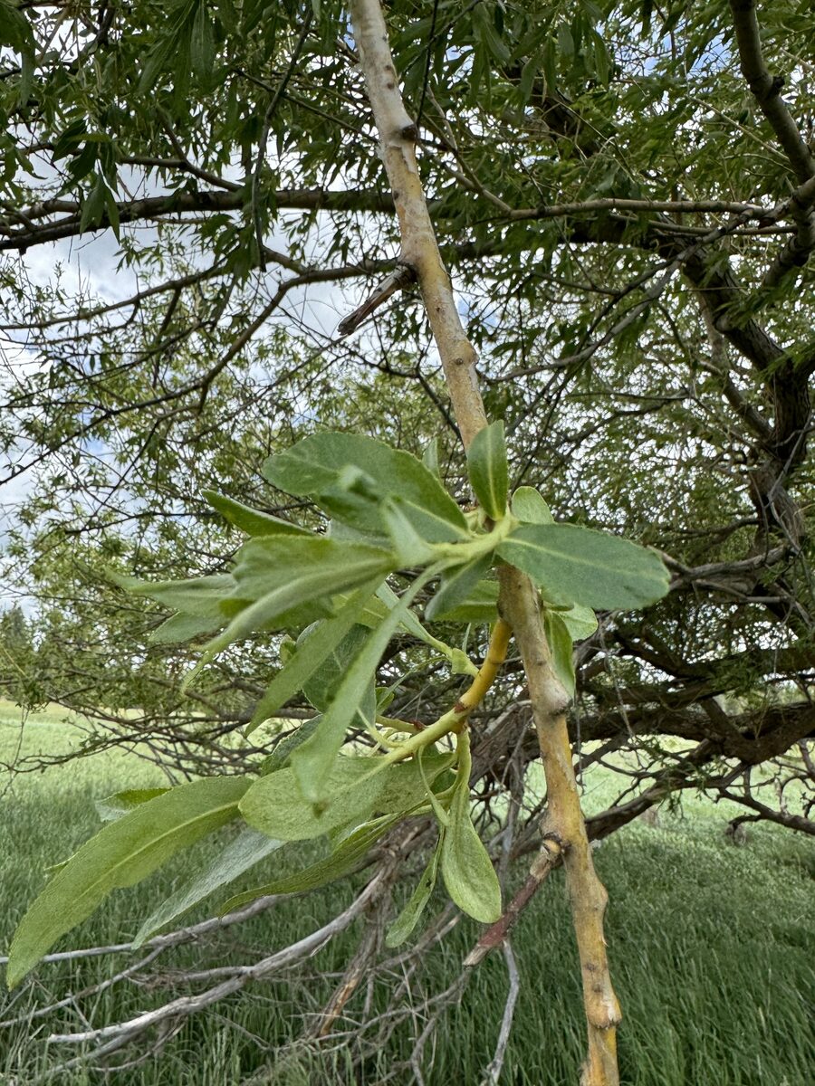 Salix alba vitellina - (L.)Stokes.