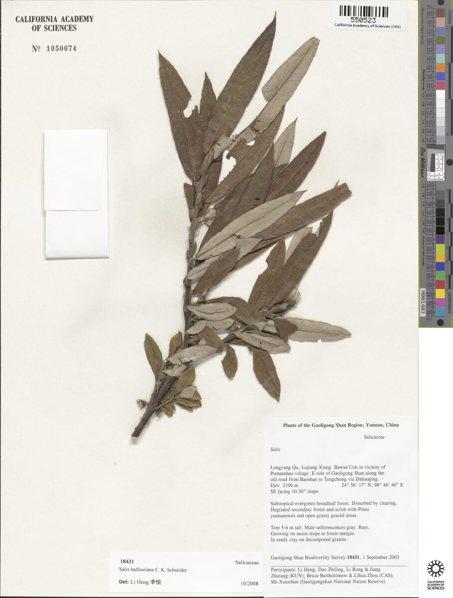 Salix balfouriana — photo