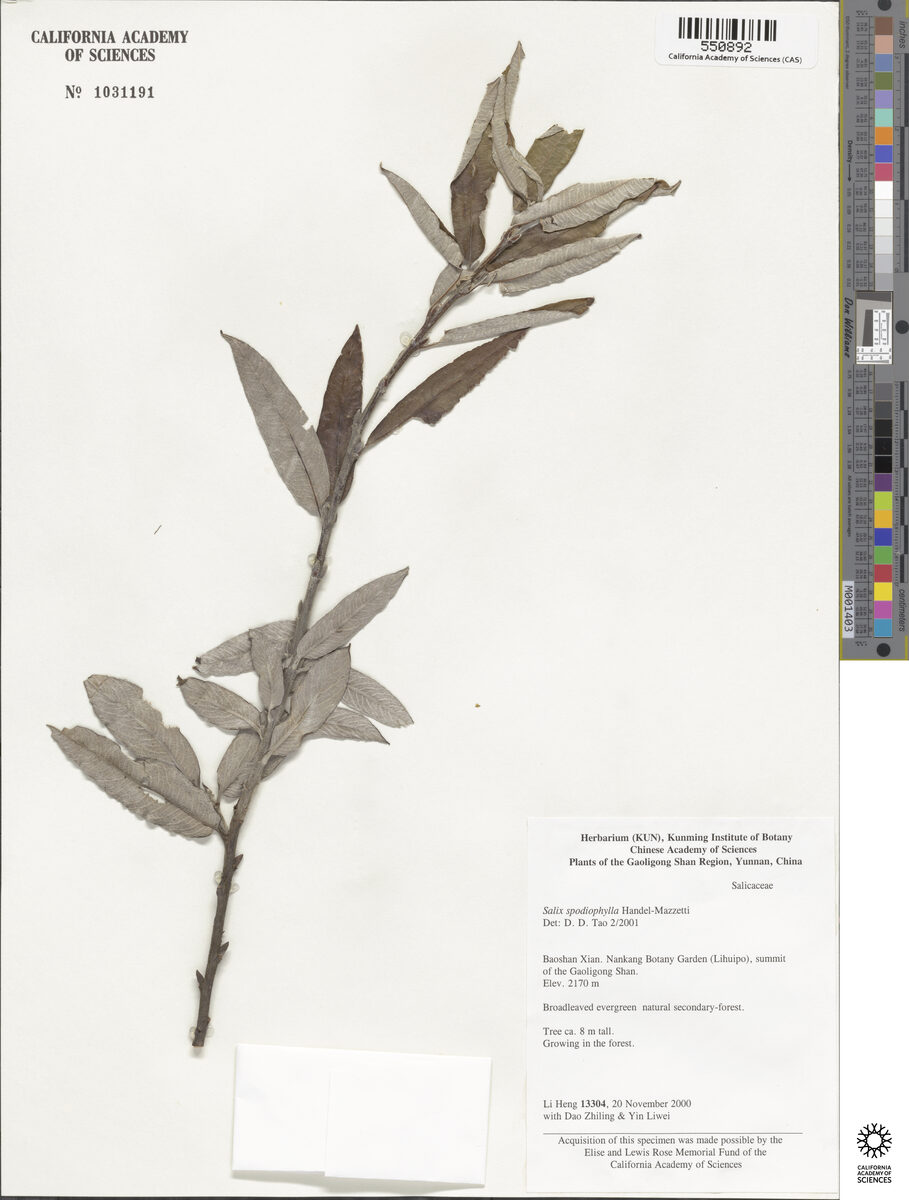 Salix balfouriana — photo