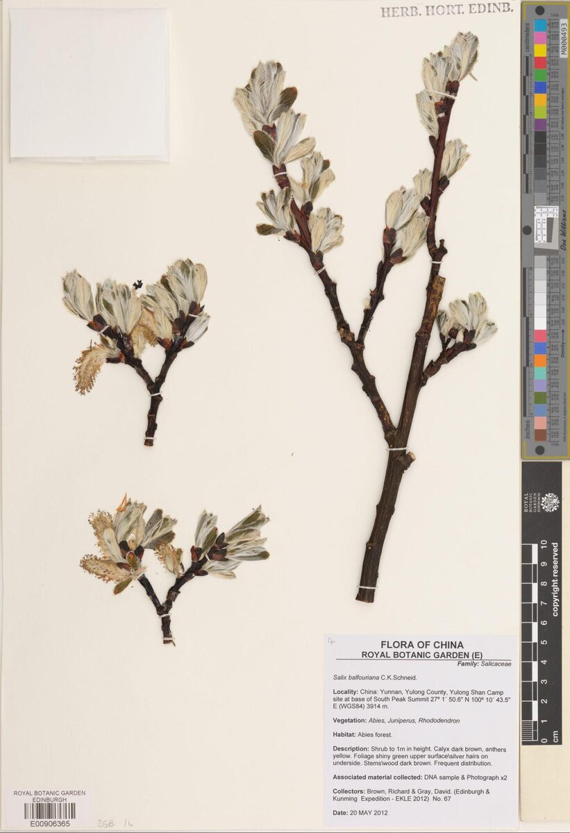 Salix balfouriana