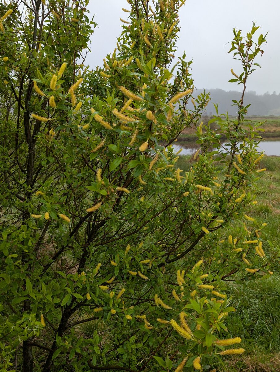 Salix lucida lasiandra - (Benth.)E.Murray (Pacific Willow) — photo