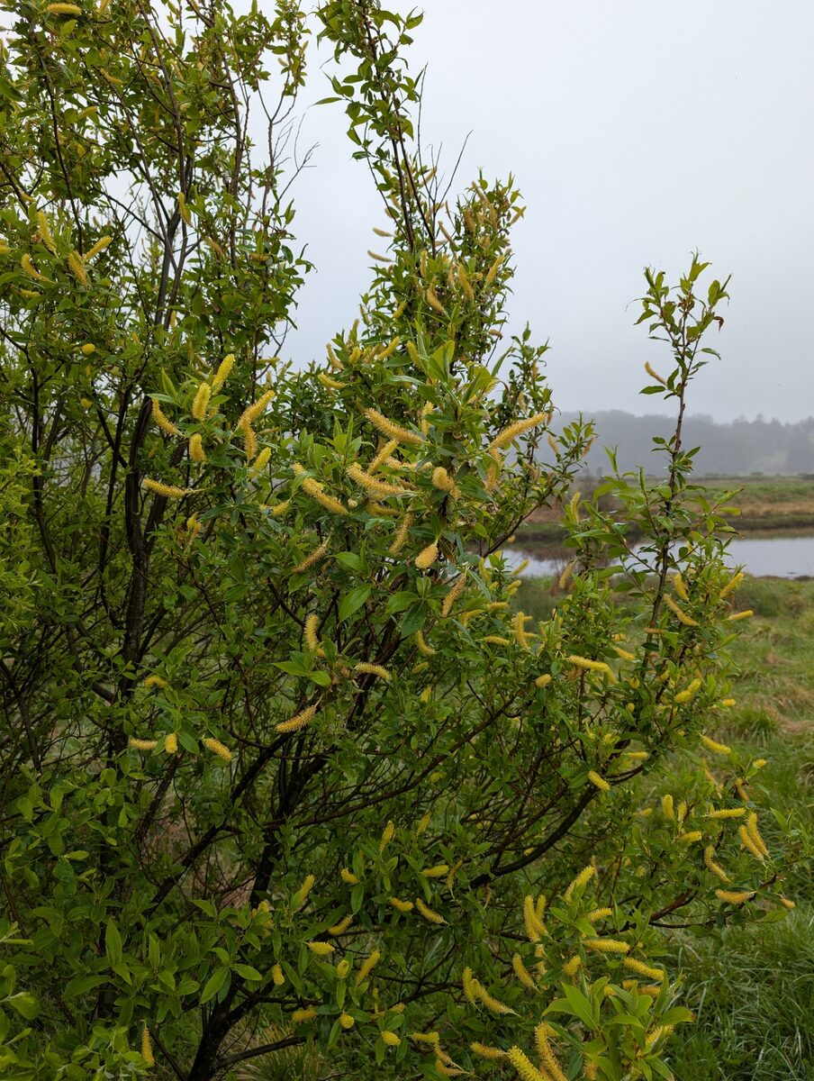 Salix lucida lasiandra - (Benth.)E.Murray (Pacific Willow) — photo