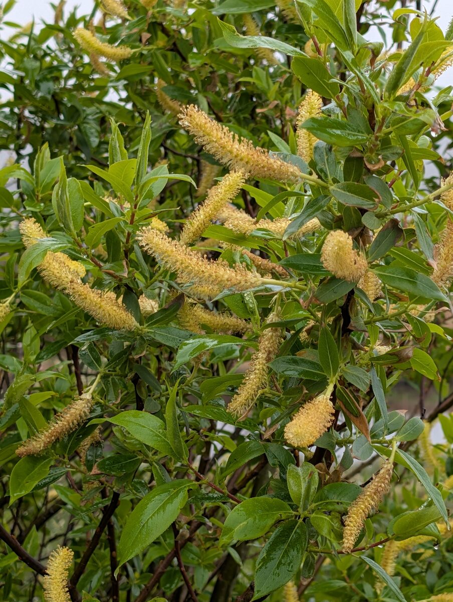 Salix lucida lasiandra - (Benth.)E.Murray