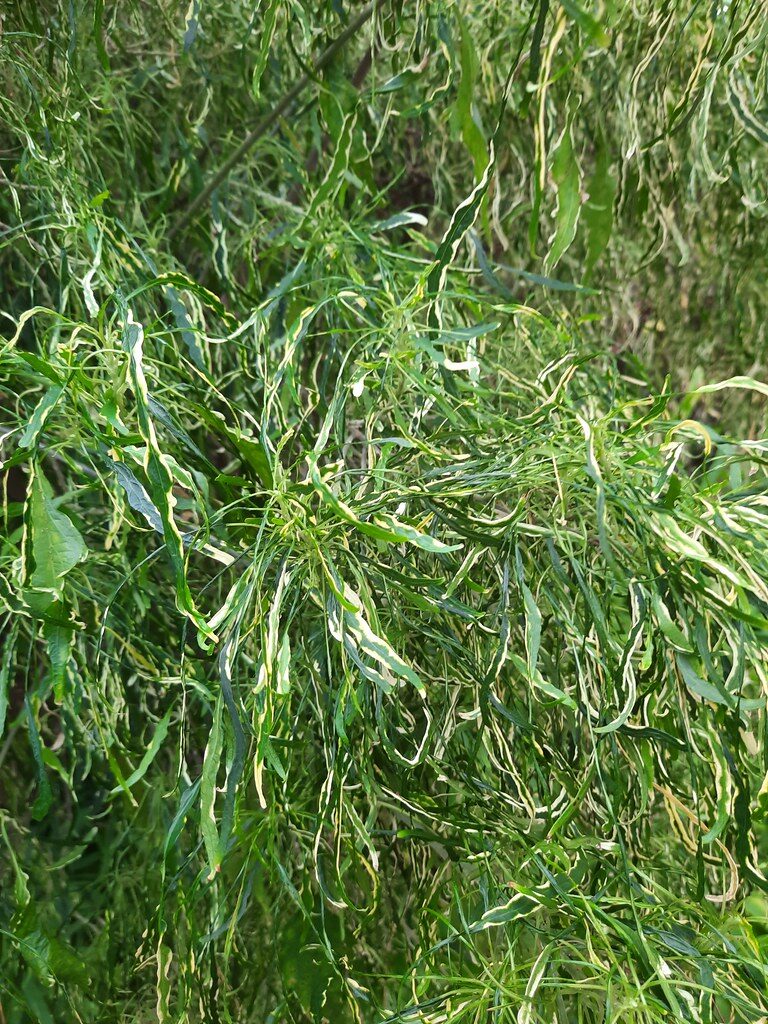 Salix matsudana (Corkscrew willow) — photo