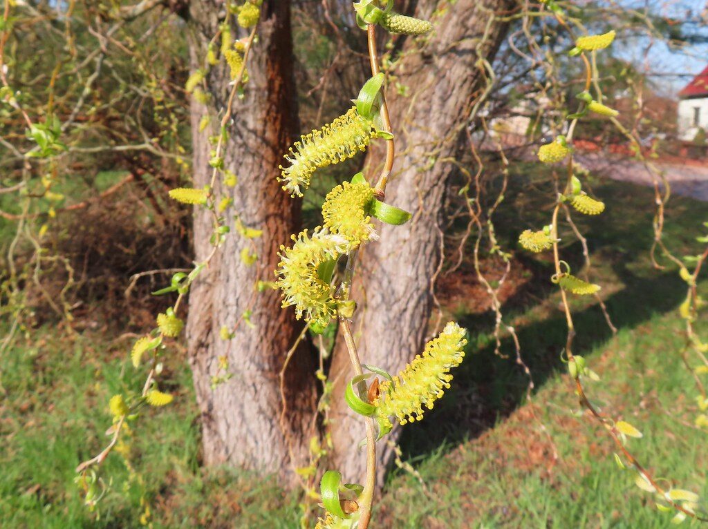 Salix matsudana (Corkscrew willow) — photo