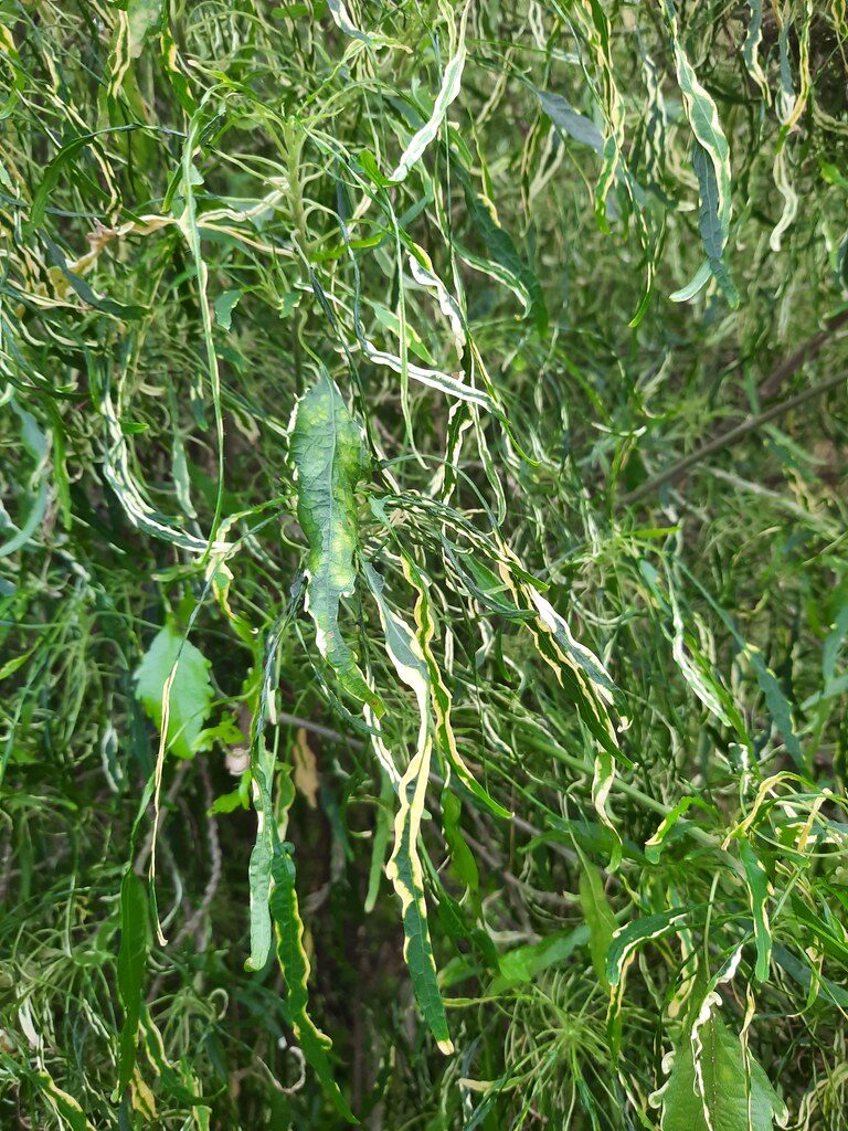 Salix matsudana